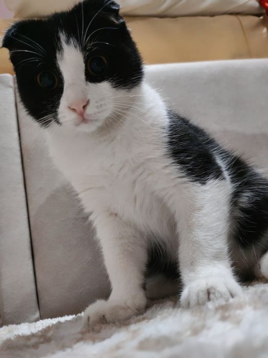 Котёнок Скоттиш фолд