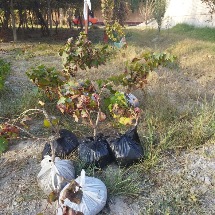 Узум кочатлари аватар мерс дамски маникюр фингер