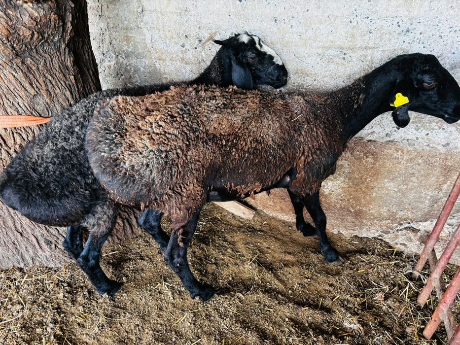 Семіз саулықтар мен қошқар сатылады