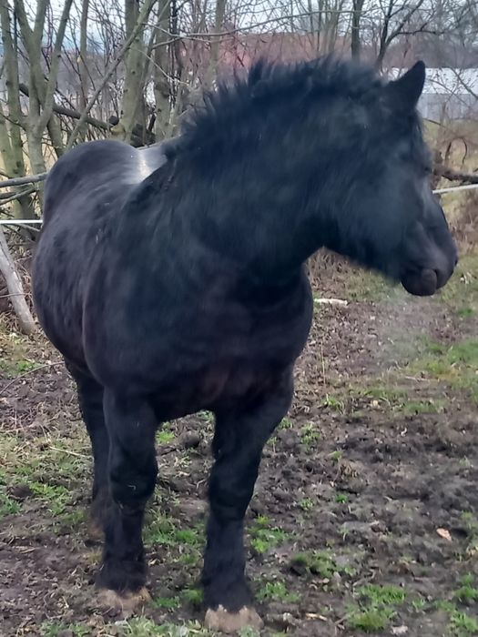 Vând armăsar negru polonez sau schimb