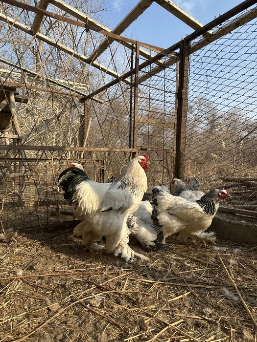 Гигант Брама хороз сотилади тоза зот 70см баландлиги, brama xoroz