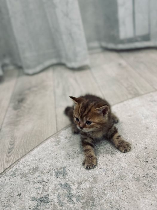 Бронь котенка шотландская девочка