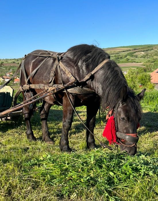 Iapa neagră de vânzare