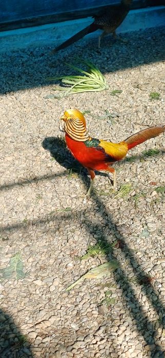 Mascul fazan auriu pe roșu matur