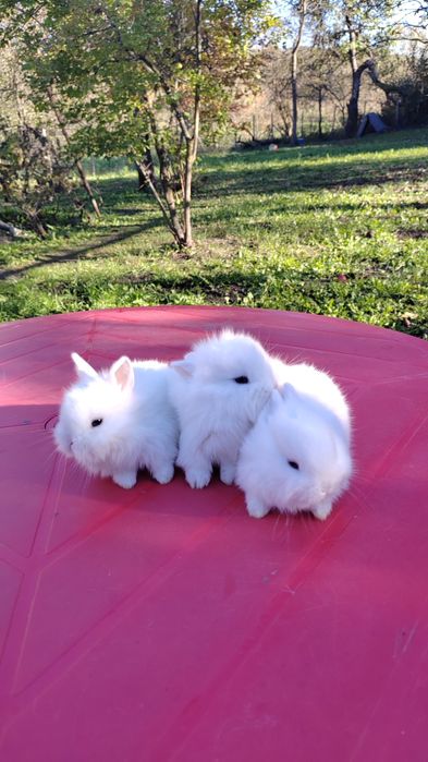 Iepurași pitici de companie