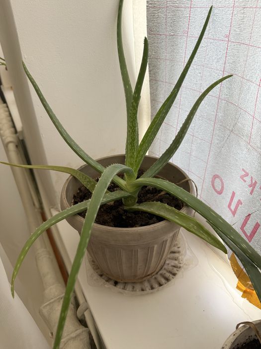 Алоэ 5 жылдық сатылады .