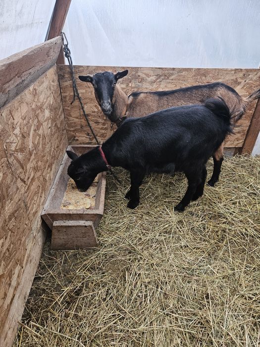 Vand capra metis de alpina franceză