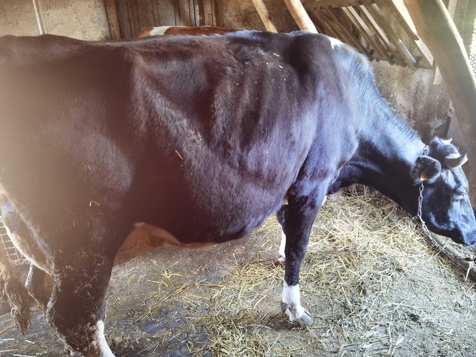 Vaca de vanzare holstein