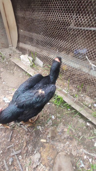 Kulangi tovu sotiladi