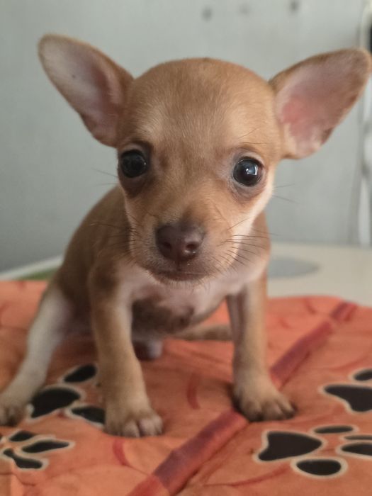 Продам русский той