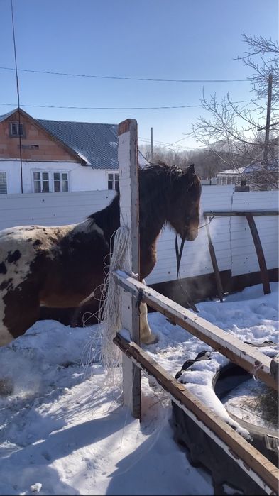 Полутяж айғыр бесті