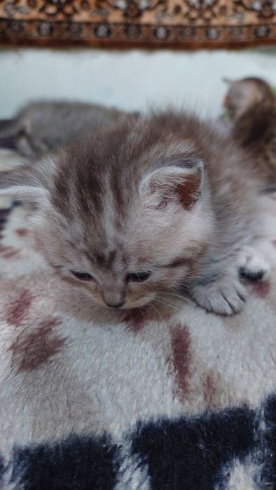 Британская короткошерстная.г. Шымкент
