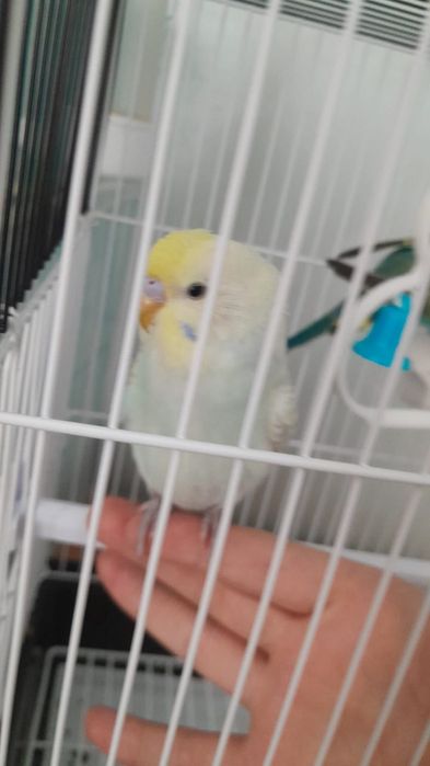 Продам Папугай вместе с клетки