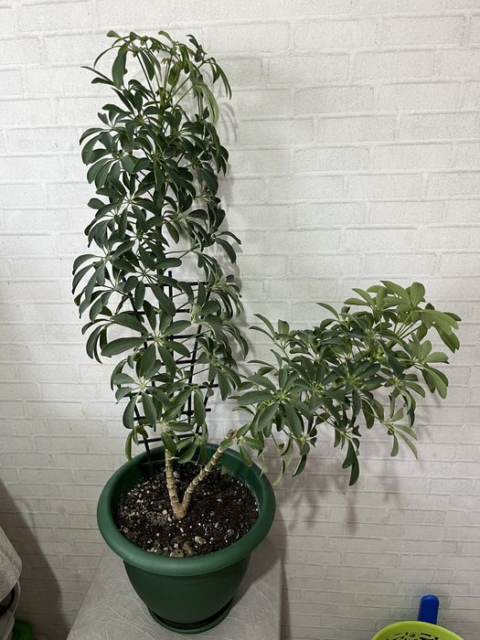 Колеус, шефлера