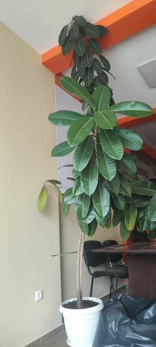 фикус 320 см. варна