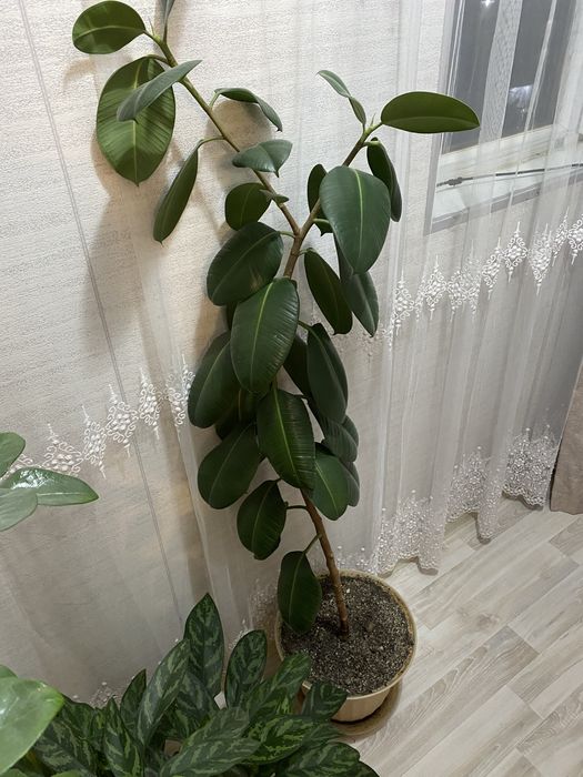 Комнатные растения