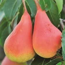 Nok ko'chatlari yangi sortlar