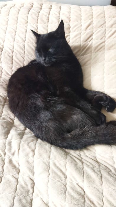 Отдам кота в хорошие руки