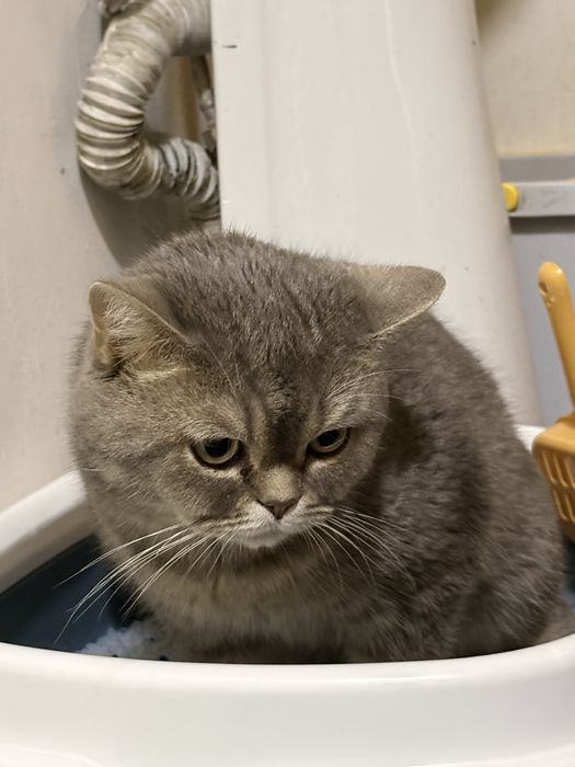 Кошка британец, 5кг