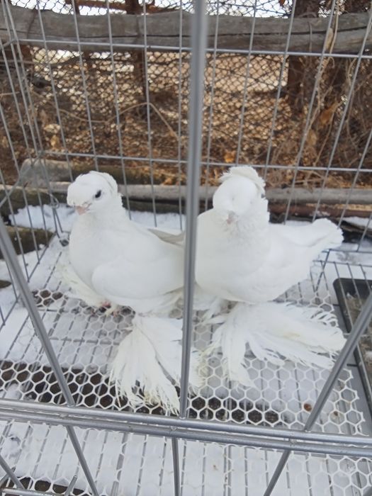 Продам голубей хороших