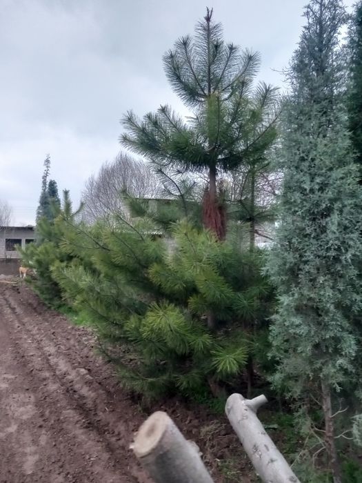 Archa sotiladi qirim sasna