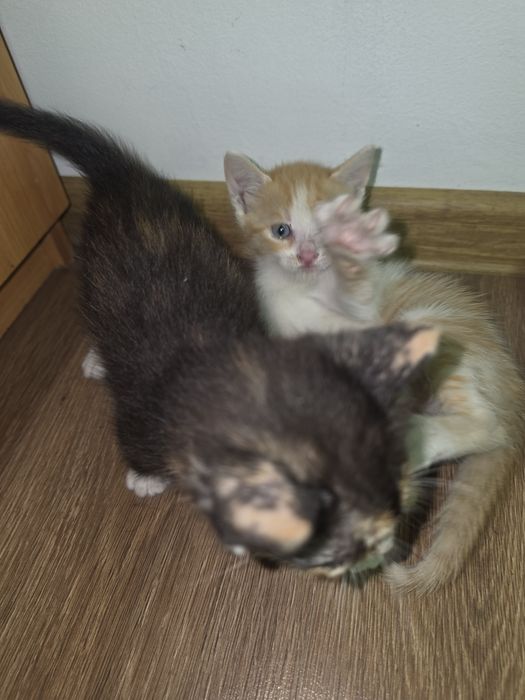 Donez 4 pui de pisica