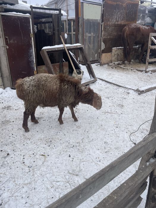 Кошкар 7-8 ай калада