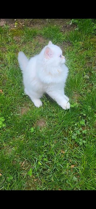Fetita British longhair cu ochi albastri superba - pedigree, teste genetice negative