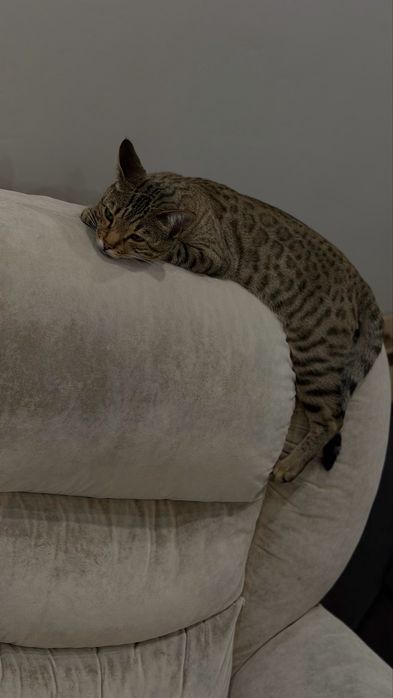 Продам бенгальскую кошечку