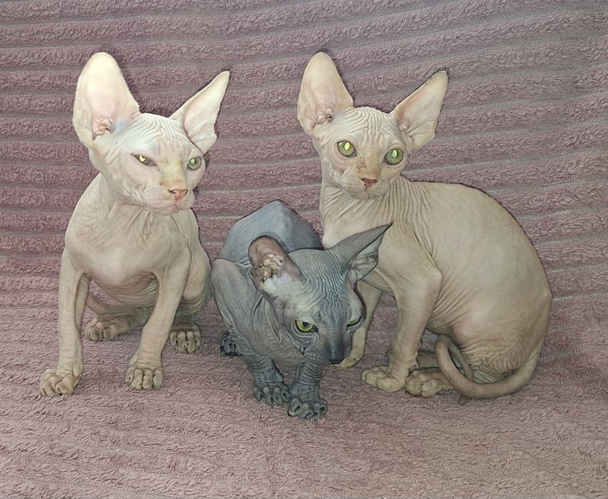 Котята Канадские