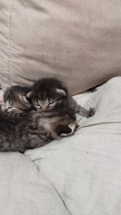 А там красивых котят