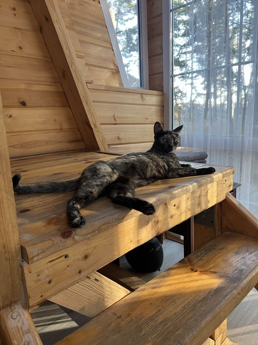 Отдам кошку 2 года