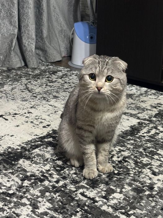 Продам котят чистокровных
