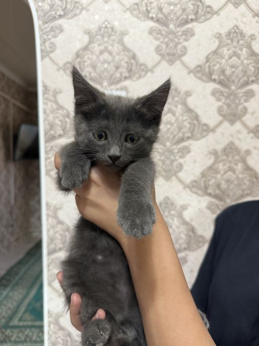 Котята в добрые руки бесплатно