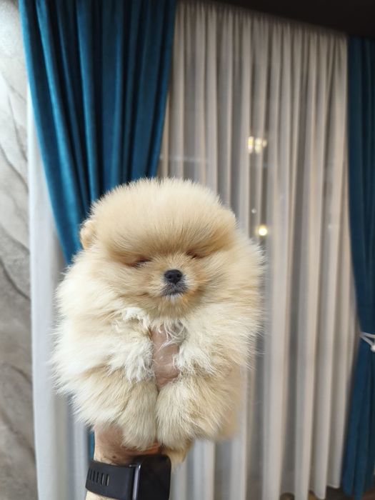 Померан мъжки и женски