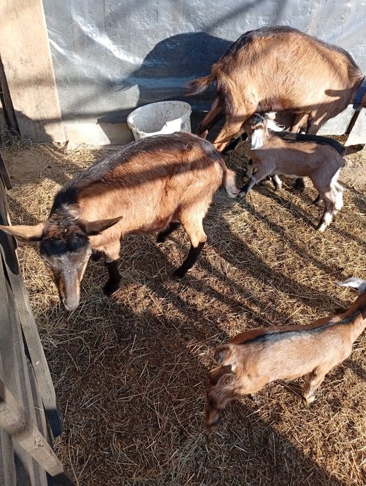 Capre și iezi anglonubieni