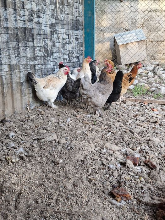 Продаю куры несушки