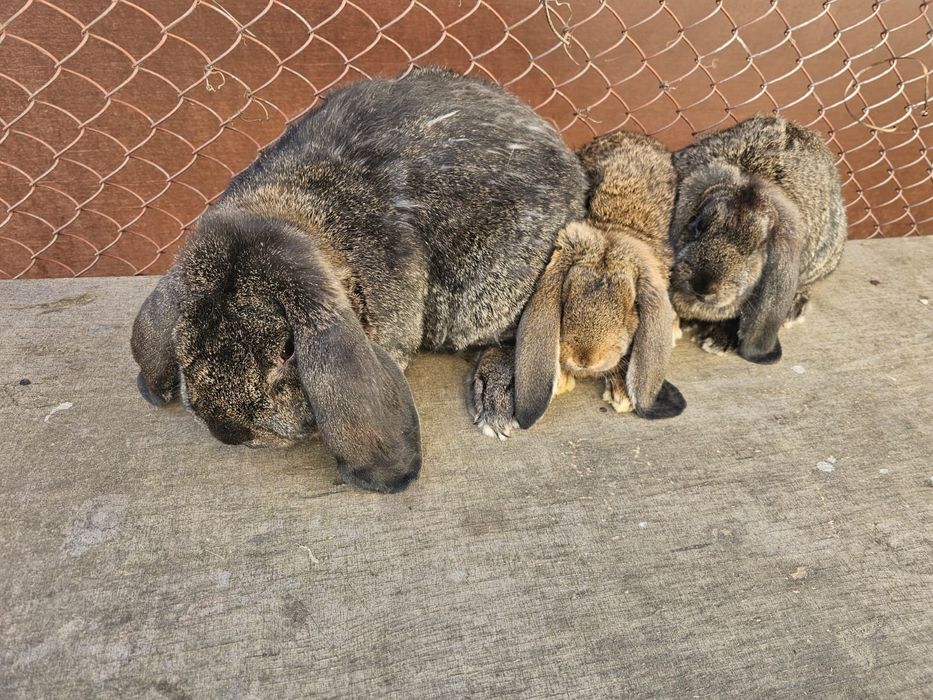 Iepuri marele berbec german