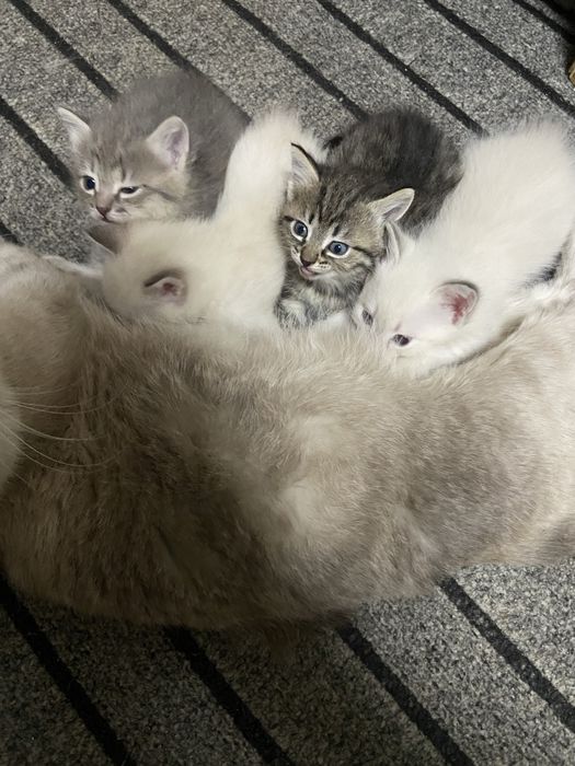 Отдам котят в хорошие руки