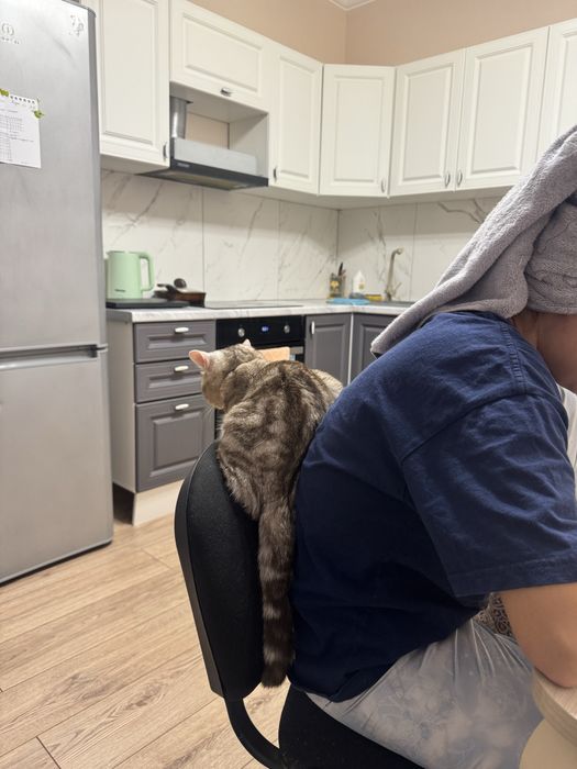 Шотландский кот прямоухий