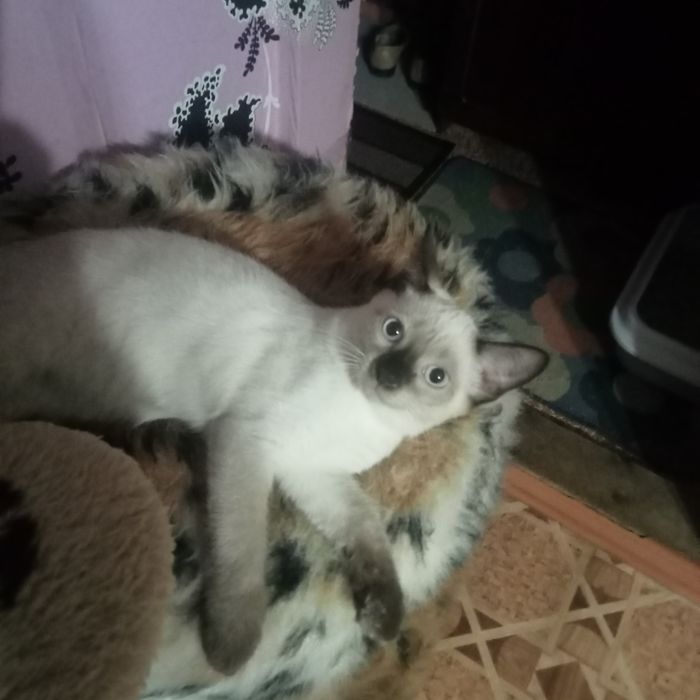 Отдам котика в надёжные, добрые руки.