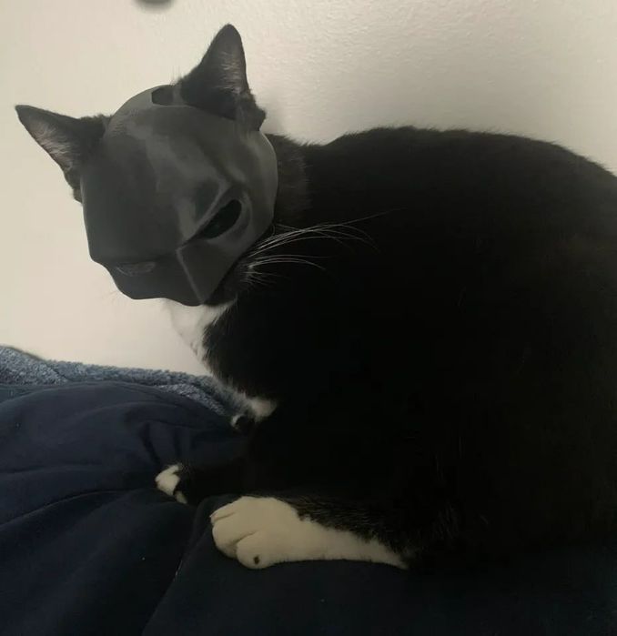 Маска бэтмэна для кошки