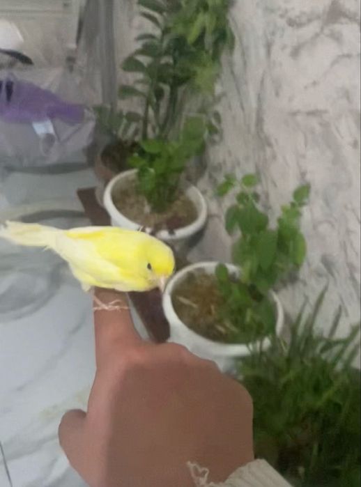 Ручной канарейки самцы дисквые