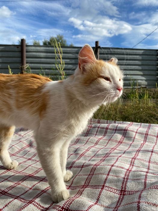 Рыжий чудо котик