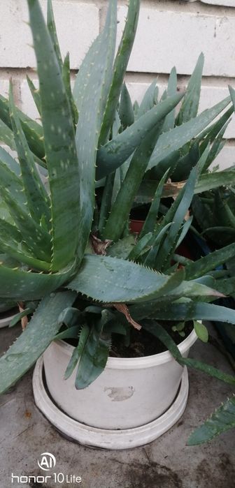 Продам домашний алой