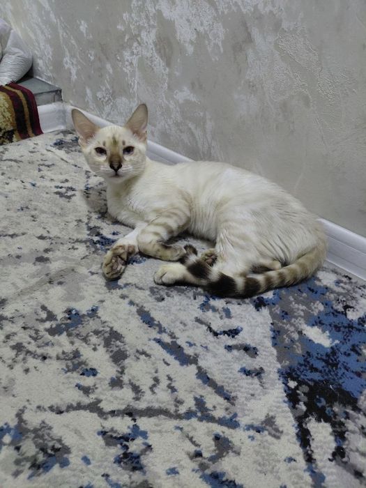 Бенгальский котенок 200$
