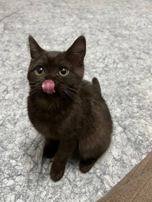 Скоттиш Страйт ,