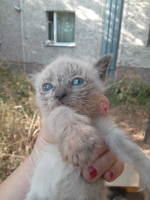 отдам котят в добрые руки