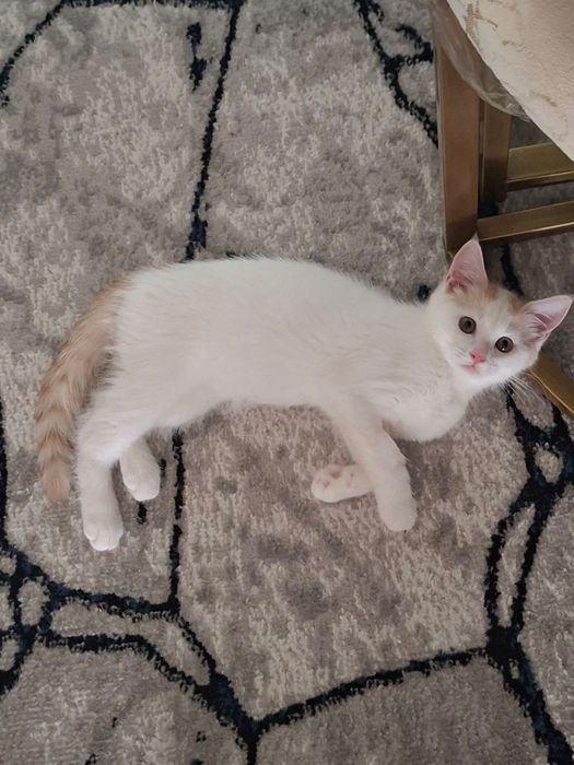 Срочно Домашняя Котенка ищет Новый Дом