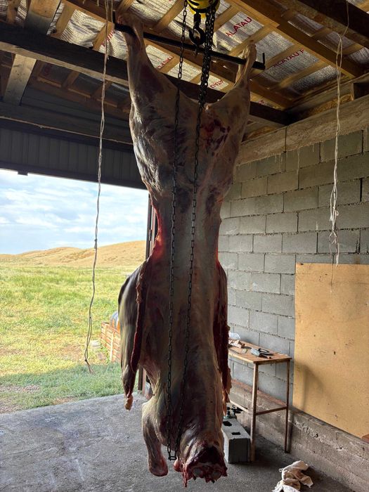 Жылкы сиыр малы сатылады